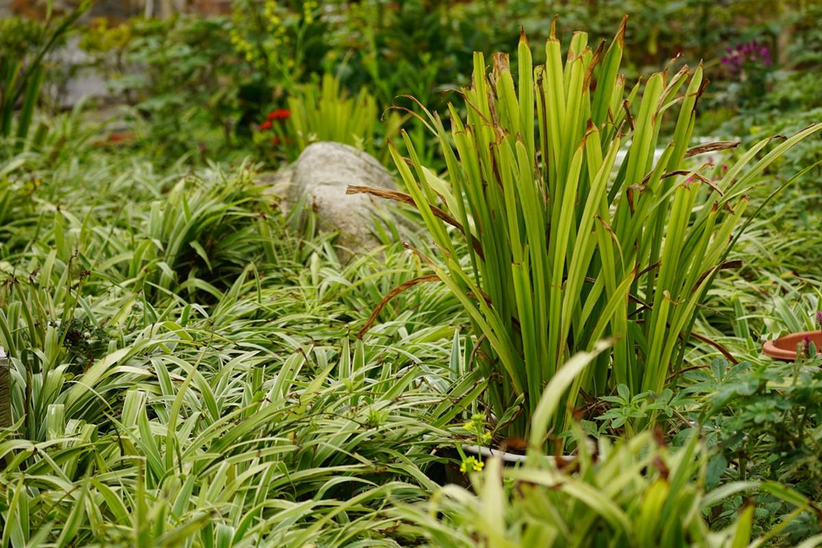 Massif planté établi avec arbustes et vivaces à Riaillé