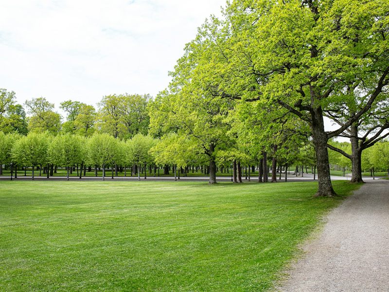 Entretien annuel d'un parc de 1500 m² à Joué-sur-Erdre