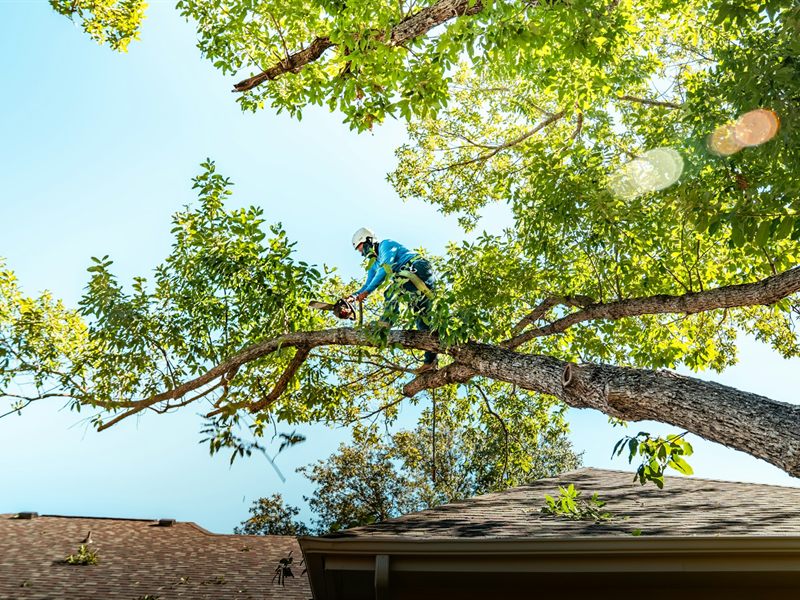 Élagage de trois chênes centenaires à Riaillé