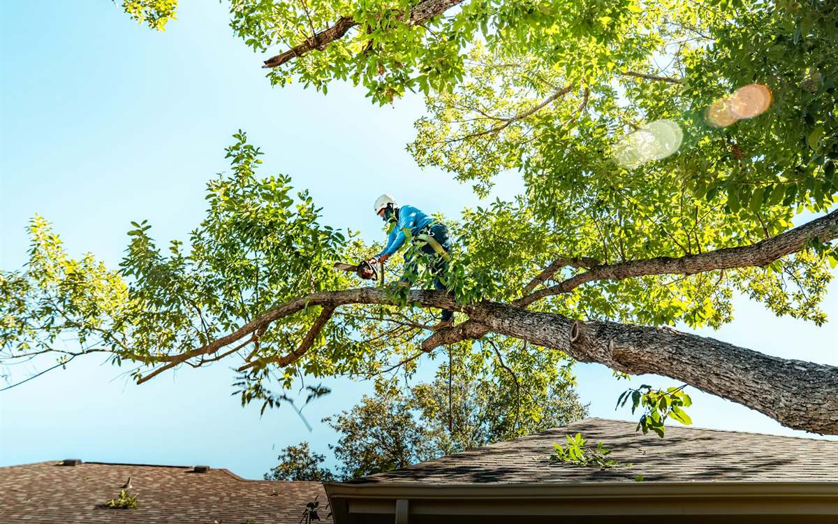 Élagage de trois chênes centenaires à Riaillé