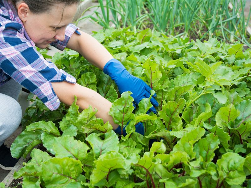 Création de jardin : plantation par un paysagiste